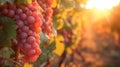 A bunch of grapes are growing on a vine in the sun, AI Royalty Free Stock Photo