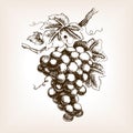 Bunch of grapes hand drawn sketch style vector Royalty Free Stock Photo