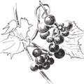 Bunch of grapes . Hand made sketch with black ballpoint pen on paper texture. Isolated on white