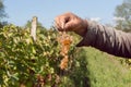 Bunch of grapes in hand of senior farmer. Vineyard of rural community Royalty Free Stock Photo