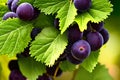 a bunch of grapes hanging on a tree Royalty Free Stock Photo