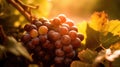 Bunch of grapes hanging from a tree branch in a vineyard at sunset. Generative AI Royalty Free Stock Photo