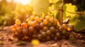 Bunch of grapes hanging from a tree branch in a vineyard at sunset. Generative AI Royalty Free Stock Photo