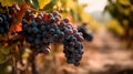 Bunch of grapes hanging from a tree branch in a vineyard at sunset. Generative AI Royalty Free Stock Photo