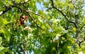 Bunch of grapes hanging from the tree Royalty Free Stock Photo