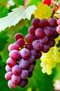 A bunch of grapes hanging from a tree 3D illustrated Royalty Free Stock Photo