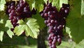 A bunch of grapes hanging from a tree Royalty Free Stock Photo