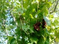 Bunch of grapes hanging from the tree Royalty Free Stock Photo