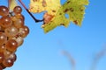 a bunch of grapes hanging from a vine with a blue sky in the background Royalty Free Stock Photo