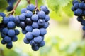 Bunch of Grapes Hanging From a Vine on a Sunny Day Royalty Free Stock Photo