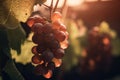 a bunch of grapes hanging from a vine in a vineyard Royalty Free Stock Photo