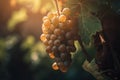 a bunch of grapes hanging from a vine in a vineyard Royalty Free Stock Photo