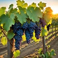 a bunch of grapes hanging from a vine in a vineyard at sunset or dawn with the sun setting behind Royalty Free Stock Photo