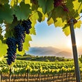 a bunch of grapes hanging from a vine in a vineyard at sunset or dawn with the sun setting behind Royalty Free Stock Photo