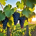 a bunch of grapes hanging from a vine in a vineyard at sunset or dawn with the sun setting behind Royalty Free Stock Photo