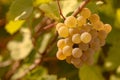 Bunch of grapes hanging on vineyard in autumn day Royalty Free Stock Photo