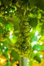 Bunch of grapes hangs from a grape vine Royalty Free Stock Photo