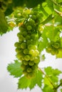 Bunch of grapes hangs from a grape vine Royalty Free Stock Photo