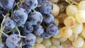 Bunch of grapes Royalty Free Stock Photo