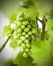 Bunch of grapes. illuminated by the sun. Vineyard. Harvest Royalty Free Stock Photo