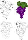 Bunch of grapes isolated on white. Coloring book and dot to dot