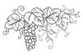 Bunch of grapes with leaves. Black outline on an isolated white background. Vine.