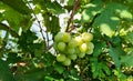 a bunch of grapes among the leaves grows in the garden. the harvest is ripe. gardening, cultivation, vineyard.