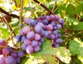 a bunch of grapes among the leaves grows in the garden. the harvest is ripe. gardening, cultivation, vineyard.