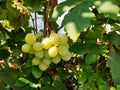 a bunch of grapes among the leaves grows in the garden. the harvest is ripe. gardening, cultivation, vineyard.