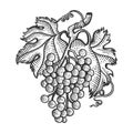 Grapes with leaves sketch engraving vector Royalty Free Stock Photo