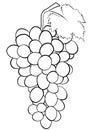 bunch of grapes, monochrome line illustration isolated