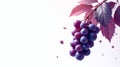 Bunch of grapes with purple leaves in the background Royalty Free Stock Photo