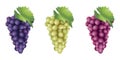 Bunch of Grapes, Purple, Yellow and Red, Isolated on White Background