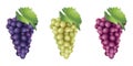 Bunch of Grapes, Purple, Yellow and Red, Isolated on White Background Royalty Free Stock Photo