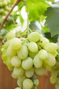 A bunch of grapes ripen on the branch of the bush Royalty Free Stock Photo