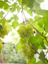 A bunch of grapes ripen on the branch of the bush Royalty Free Stock Photo