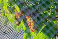 A bunch of grapes safe behind bird proof netting in New Zealand