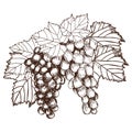 Bunch of grapes sketch style vector illustration. Old engraving imitation. Hand drawn Royalty Free Stock Photo