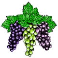 Bunch of grapes sketch style vector illustration. Old engraving imitation. Hand drawn Royalty Free Stock Photo