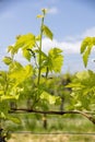 Bunch of grapes with small grape pergola fruits at spring, closeup Royalty Free Stock Photo