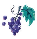 Bunch of grapes. Sweet fruits and berries. Veganism, vegetarianism, raw food diet, proper nutrition. Hand Drawn Cartoon Vector Royalty Free Stock Photo