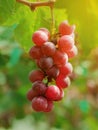 Bunch of grapes on tree Royalty Free Stock Photo