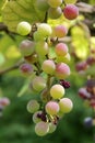 A bunch of grapes on the tree in Gelendzhik Royalty Free Stock Photo