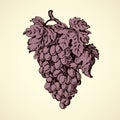 Bunch of grapes. Vector drawing Royalty Free Stock Photo