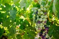 Bunch of grapes in veraison hanging on the branch of a vine