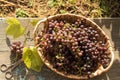 Bunch of grapes and vine leaf in basket on wooden table against green background Royalty Free Stock Photo