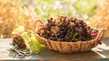 Bunch of grapes and vine leaf in basket on wooden table against green background Royalty Free Stock Photo