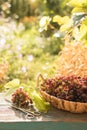 Bunch of grapes and vine leaf in basket on wooden table against green background Royalty Free Stock Photo