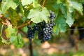A bunch of grapes - vineyard Royalty Free Stock Photo