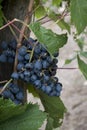 bunch of grapes in the vineyard
